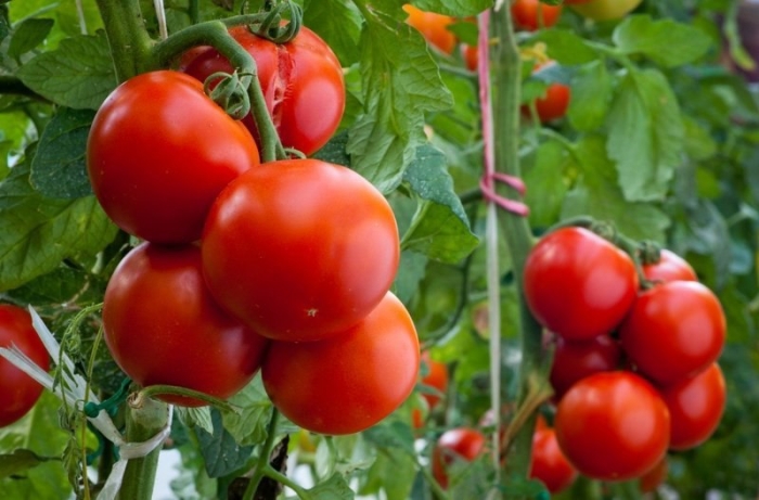 Ўзбекистонда помидор нархи рекордларни янгиламоқда