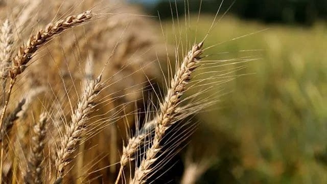 Россия ЕОИИ давлатларига буғдой ва шакар экспортни вақтинча чеклади
