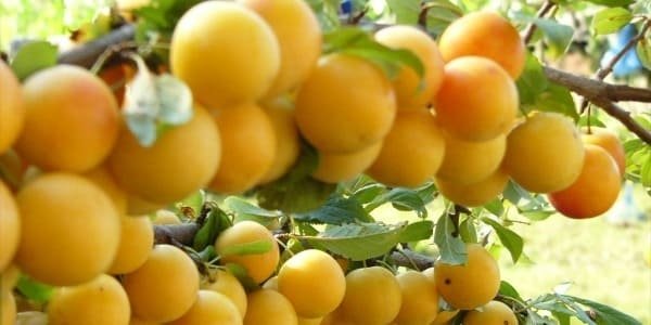 Ўзбекистон - дунёда ўрик етиштириш бўйича иккинчи ўринда