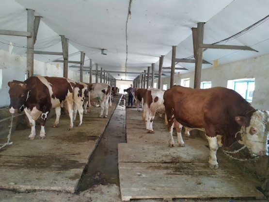 Kaliningradda transseksual operatsiyalar