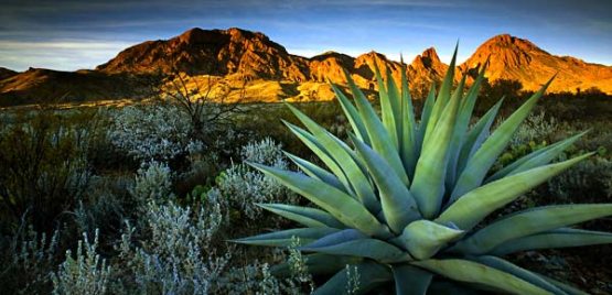 Umrida bir marta gullaydigan o‘simlikni bilasizmi?