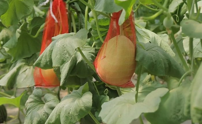 Ўзбекистонлик олимлар иссиқхона учун янги қовун навларини яратмоқда