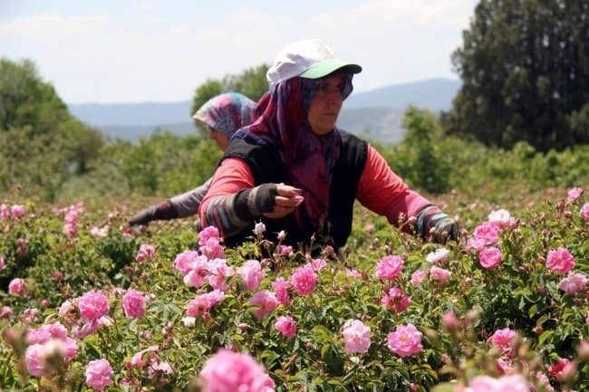 Turkiyaning atirgul bog‘i – Isparta Turkiyaning atirgul bog‘i – Isparta