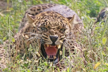 Леопард беш ёшли қизчани онасининг кўз олдида ғажиб ташлади
