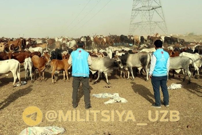 Turkiya Sudanda 1500 bosh chorva molini qurbonlik qildi