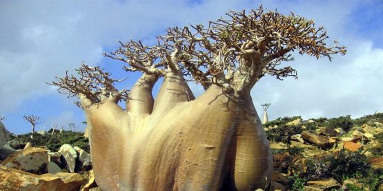 Afrikani “qutqargan” daraxt... Afrikani “qutqargan” daraxt...