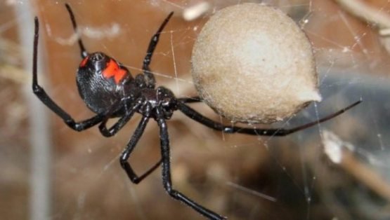 Jinsiy aloqa uchun moylash vositasi wiki