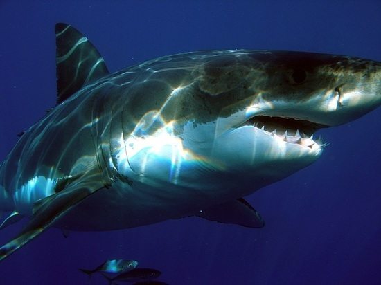Янги Зеландия яқинида ўзидан нур таратувчи улкан акула топилди