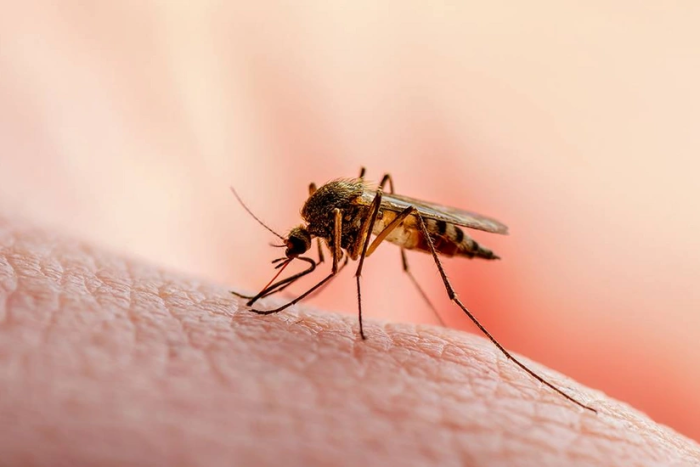 Кубада чивиндан юқадиган вируслар туфайли 33 киши ўлди