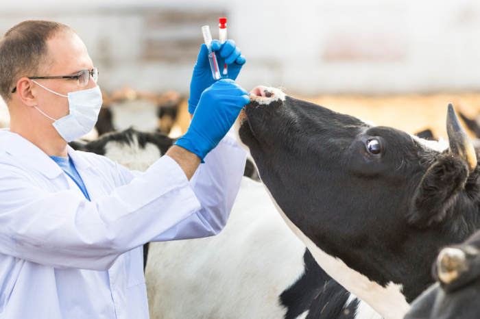 Veterinariya: “Dolzarb 90 kunlik” profilaktika tadbirlari davom etmoqda Veterinariya: “Dolzarb 90 kunlik” profilaktika tadbirlari davom etmoqda