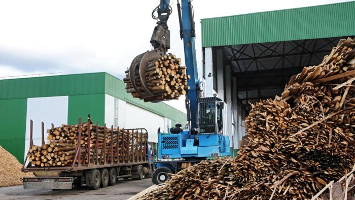 Hol eshakda katta xoroz