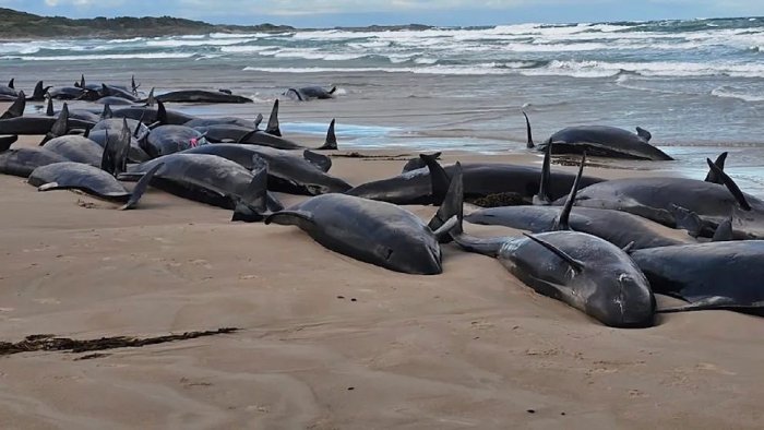 Avstraliyada 150 dan ortiq qotil kitlar quruqlikka tushib qoldi