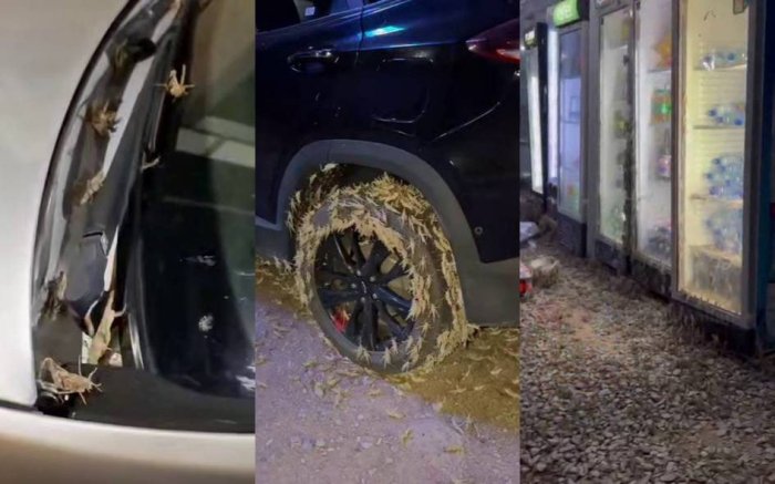 O‘zbekistonning g‘arbiy hududlaridagi «chigirtkalar bosqini» yuzasidan izoh berildi