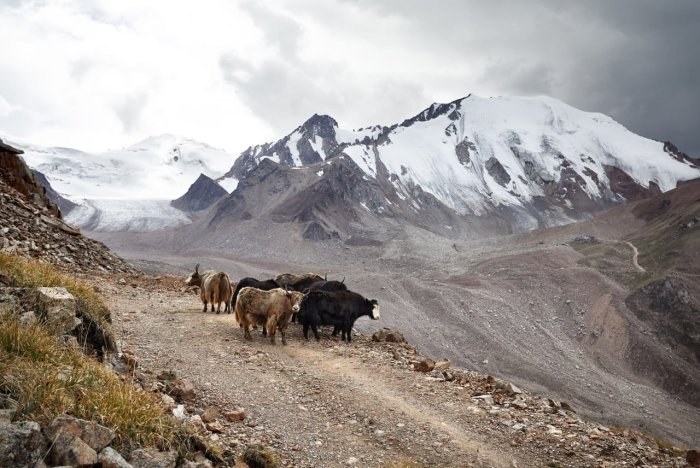 Марказий Осиёда сув хавфи: музликлар тез эрияпти