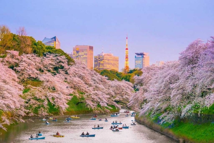 Yaponiyada sakura qachon gullashi prognoz qilindi