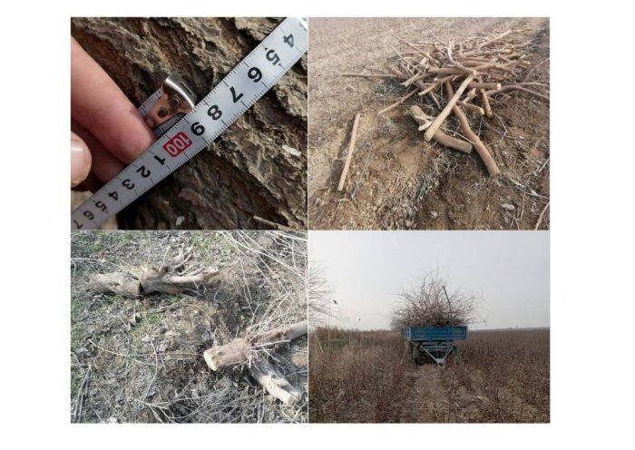 14 dona daraxtni nobud qilgan fuqaro ushlandi