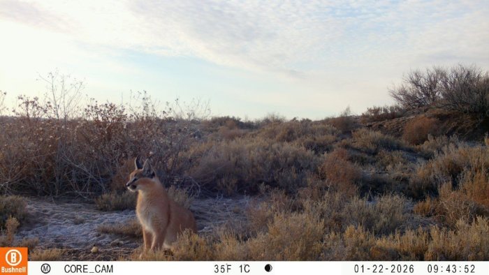 Qoraqalpog‘istondagi “Borsakelmas” qo‘riqxonasi fotoqopqoniga qoraquloq muhrlandi