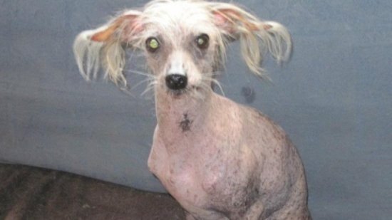 Buyuk Britaniyadagi eng xunuk kuchuk vafot etdi