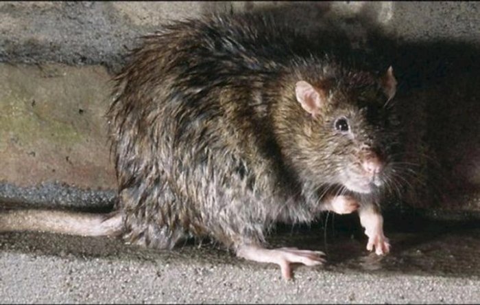 Каламуш икки ёшли боланинг қулоғини еб қўйди (фото)