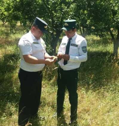 Зарпечакнинг зараридан огоҳ бўлинг!