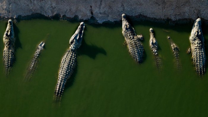 Shuncha odamni o‘lgani kammidi? Isroil yuzlab timsohlarni o‘ldirib yubordi