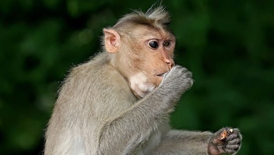 Hindistonda maymunlar 72 yoshli erkakning boshiga g‘isht otib o‘ldirib qo‘ydi