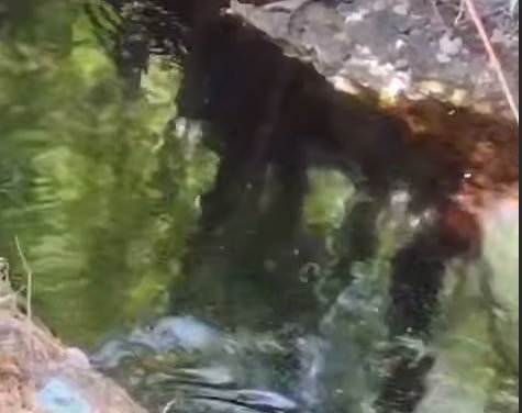 Андижонда каналга нефть оқиб кетди