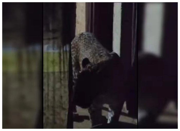 Hindiston qishloqlaridan birida qoplon uyga kirib, olti kishini jarohatladi