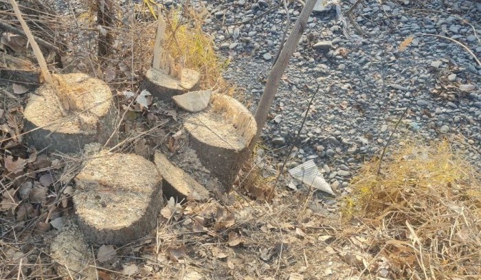 Bulung‘urda 498 tup daraxt noqonuniy kesib tashlangani aniqlandi