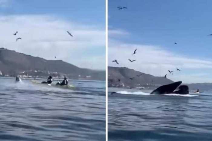 Katta kokraklar sutyenlarda va külotlardagi mushuklar yaqindan Ksyusha Sobchak bilan porno