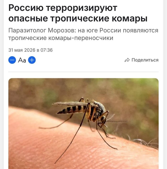 Rossiyada xavfli tropik chivinlar tarqalmoqda