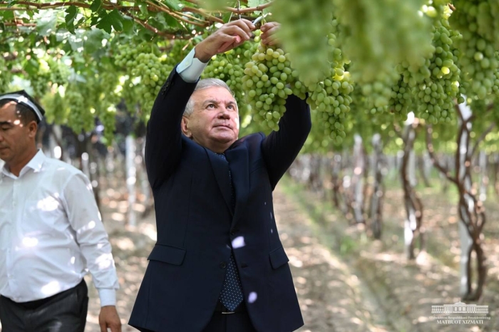 Узумчиликда Олтиариқ тажрибаси кенгайтирилади