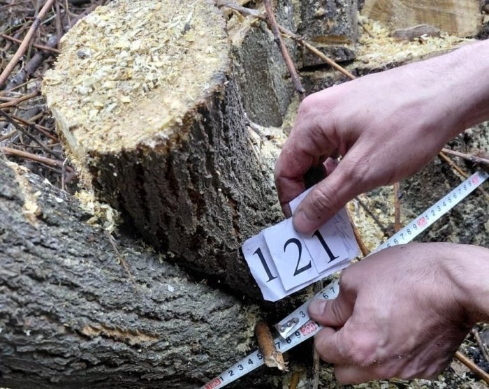 Yangiyo‘lda 121 ta daraxt noqonuniy kesildi