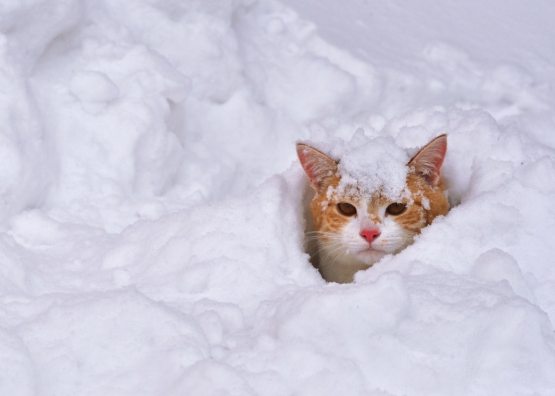 Italiyada odam bo‘yidan baland qor yog‘di (VIDEO)