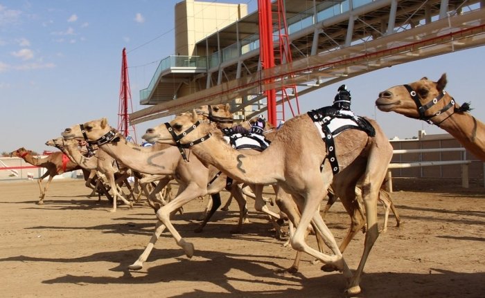 O‘zbekistonda tuya sporti va chovgan federasiyasi tuzildi