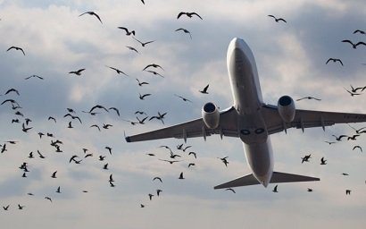 Қозоғистонда самолёт қушлар галаси билан тўқнашди