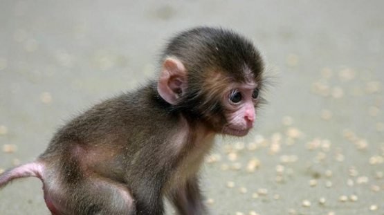 Rossiyalik talabalar ziyofatda jinsiy aloqada bolishadi