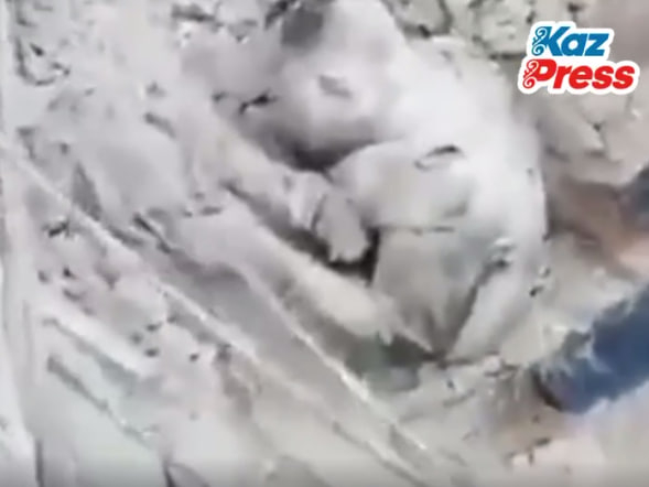 Суриялик эркак зилзила бўлганида ўғлини тўсиб, ўз жонини фидо қилди (ВИДЕО)