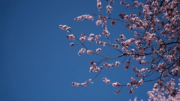 Эртага, 13 апрель куни кутилаётган об-ҳаво маълумоти
