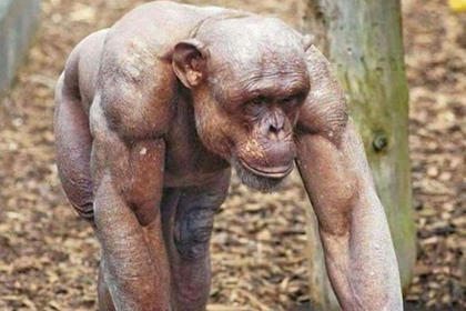 Kal shimpanze Internet tarmog‘ida mashhur bo‘ldi