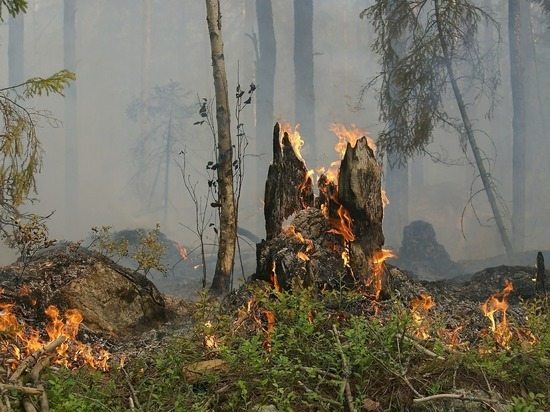 Экологлар яқинлашиб келаётган янги хавфдан огоҳлантиришди