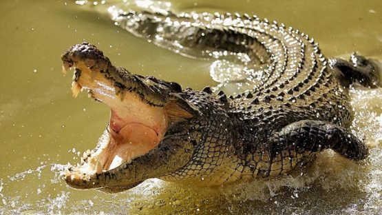 Ayol farzandini timsoh og‘zidan qutqarib qoldi