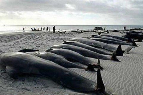 Yangi Zelandiyada 50ga yaqin delfin o‘zini qirg‘oqqa otdi