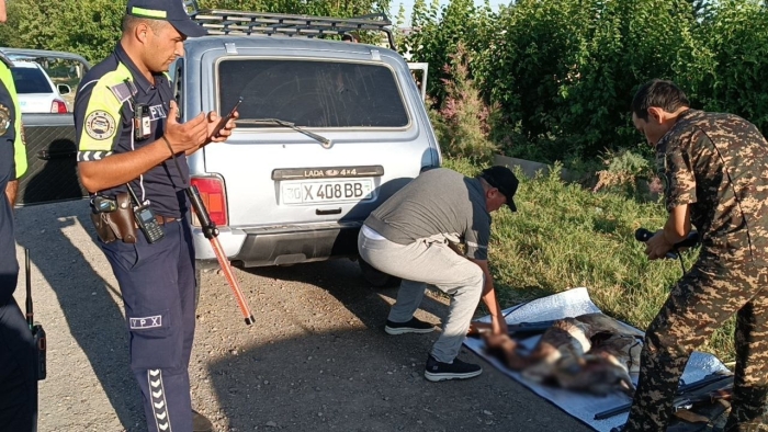 Navoiyda Qizil kitobga kiritilgan jayronlar o‘ldirildi