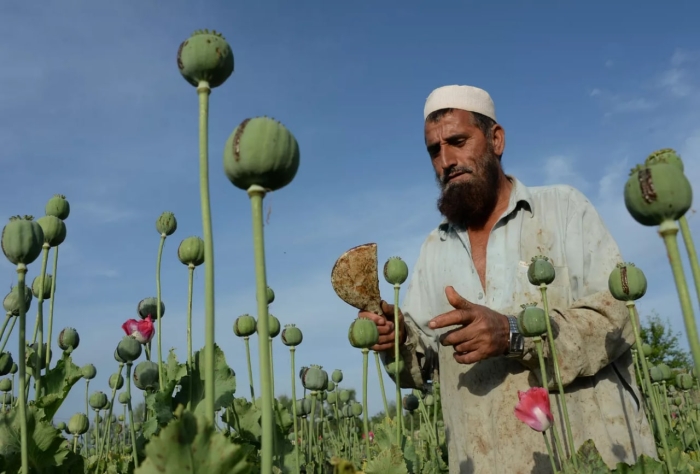 Afg‘onistondan Markaziy Osiyoga giyohvand moddalar oqimi sezilarli darajada oshdi