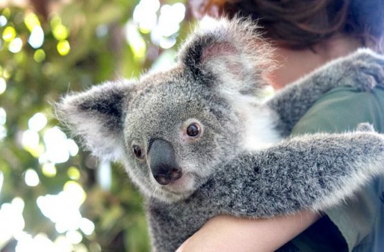 Avstraliyada dahshatli o‘rmon yong‘inlaridan so‘ng ilk marta koala dunyoga keldi