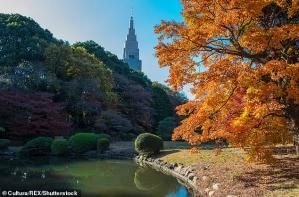 Япониялик чиптачи тортинчоқлиги сабабли хорижликларни 2,5 йил боғга бепул киритган