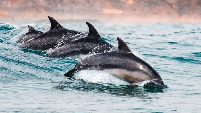 Yangi xavfli virus Tinch okeanidagi kit va delfinlarga xavf solmoqda