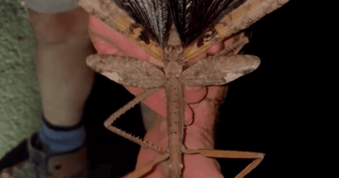 Австралияда гигант таёқчали ҳашаротларнинг янги тури топилди