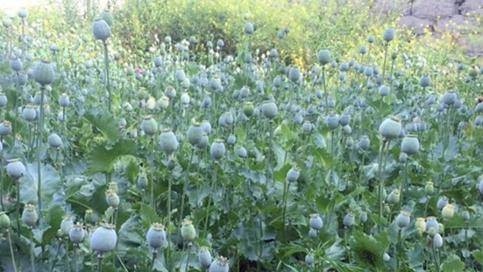 Гиёҳвандлик воситаларини етиштираётганларга суд ҳукми ўқилди